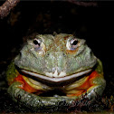 African Bullfrog