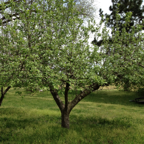 Macintosh apple tree Project Noah