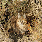 Caracal