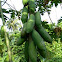 papaya