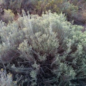 Sagebrush