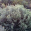 Sagebrush