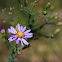 Michaelmas Daisy