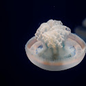 jelly fish