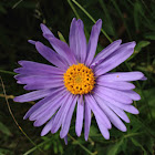 紫菊