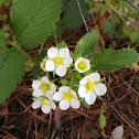 blackberry
