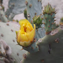 nopal