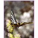 borboleta