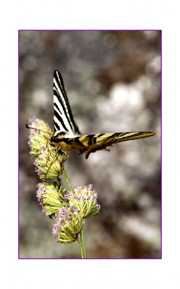 Spotting Image 1