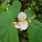 Begonia