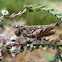 Grasshopper