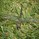 Blue-eyed Darner