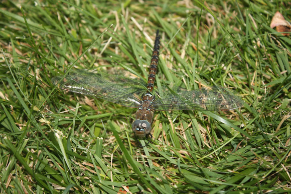 Spotting Image 1