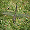 Blue-eyed Darner