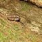 Eyelash viper