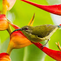 Olive-Backed Sunbird ♀