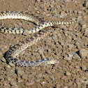 Bullsnake
