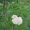 Western Mountain Ash