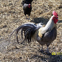 Delaware Blue Hen