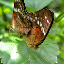 Scarlet Peacock
