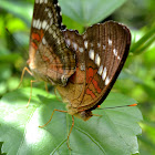 Scarlet Peacock