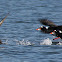 Surf Scoter