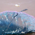 Portuguese Man O' War