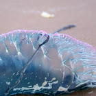 Portuguese Man O' War