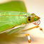Moth