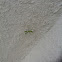 Preying Mantis