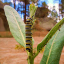 Monarch butterfly