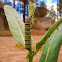 Monarch butterfly