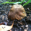 Fungus