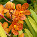 Aranda Orchid