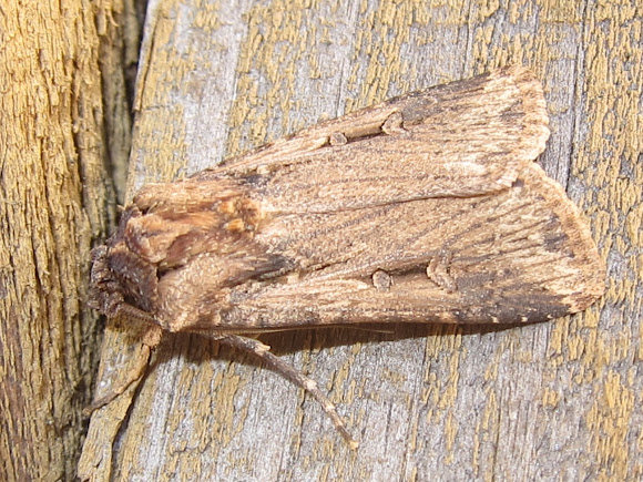 Spotting Image 1