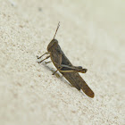 Grasshopper