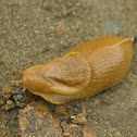 Banana Slug