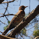 American Robin (juvenile)
