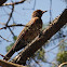 American Robin (juvenile)