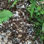 Ants