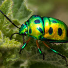 Fire Fly
