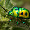Fire Fly