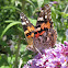 Painted Lady