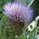 Cardoon