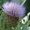 Cardoon