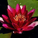 Pink Water Lily
