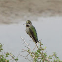 Anna´s Hummingbird