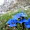 Forget-Me-Not