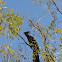 Grey-go-away-bird