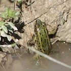 Northern Leopard Frog